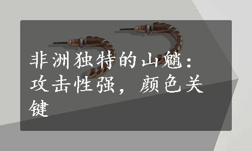 非洲独特的山魈：攻击性强，颜色关键