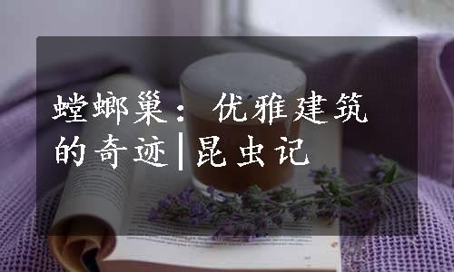 螳螂巢：优雅建筑的奇迹|昆虫记