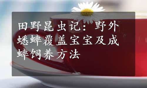 田野昆虫记：野外蟋蟀覆盖宝宝及成蟀饲养方法