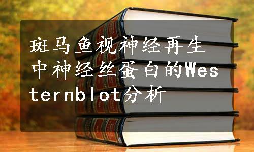 斑马鱼视神经再生中神经丝蛋白的Westernblot分析