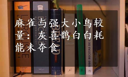 麻雀与强大小鸟较量：灰喜鹊白白耗能未夺食