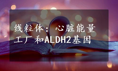 线粒体：心脏能量工厂和ALDH2基因