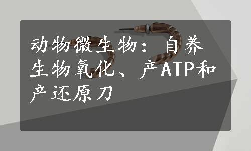 动物微生物：自养生物氧化、产ATP和产还原刀