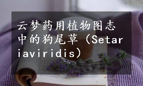 云梦药用植物图志中的狗尾草（Setariaviridis）