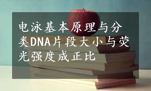 电泳基本原理与分类DNA片段大小与荧光强度成正比