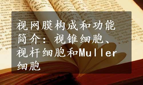 视网膜构成和功能简介：视锥细胞、视杆细胞和Muller细胞