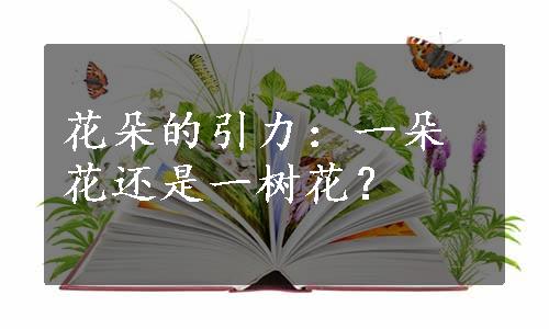 花朵的引力：一朵花还是一树花？