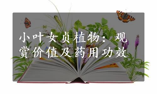 小叶女贞植物：观赏价值及药用功效