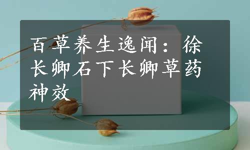 百草养生逸闻：徐长卿石下长卿草药神效